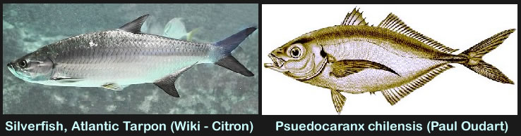 Silverfish to Psuedocaranx Comparison